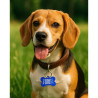 %product-name% dog